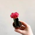 Gymnocalycium mihanovichii - Rose Pink Moon Cactus - Sprouts of Bristol