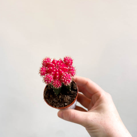 Gymnocalycium mihanovichii - Rose Pink Moon Cactus - Sprouts of Bristol