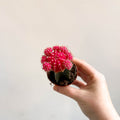 Gymnocalycium mihanovichii - Rose Pink Moon Cactus - Sprouts of Bristol