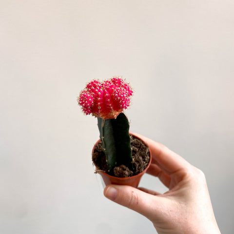 Gymnocalycium mihanovichii - Rose Pink Moon Cactus - Sprouts of Bristol