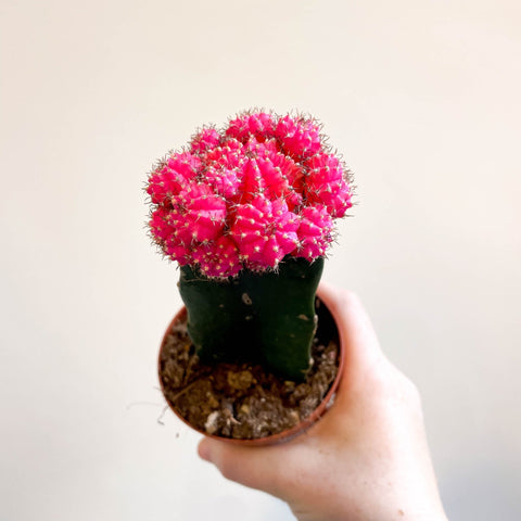 Gymnocalycium mihanovichii - Rose Pink Moon Cactus - Sprouts of Bristol