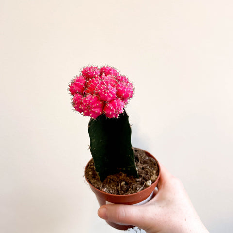 Gymnocalycium mihanovichii - Rose Pink Moon Cactus - Sprouts of Bristol