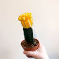 Gymnocalycium mihanovichii - Yellow Moon Cactus - Sprouts of Bristol