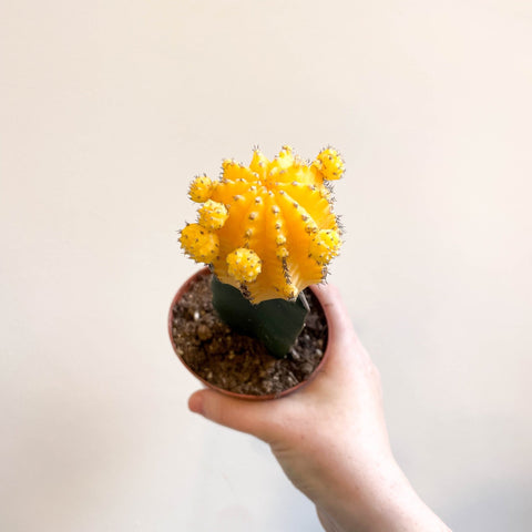 Gymnocalycium mihanovichii - Yellow Moon Cactus - Sprouts of Bristol