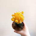 Gymnocalycium mihanovichii - Yellow Moon Cactus - Sprouts of Bristol