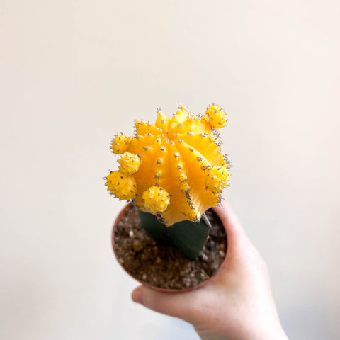 Gymnocalycium mihanovichii - Yellow Moon Cactus - Sprouts of Bristol