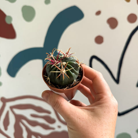 Gymnocalycium pflanzii – Chin Cactus - Sprouts of Bristol