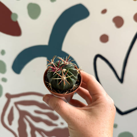 Gymnocalycium pflanzii – Chin Cactus - Sprouts of Bristol