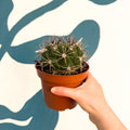 Gymnocalycium saglionis – Giant Chin Cactus - Sprouts of Bristol