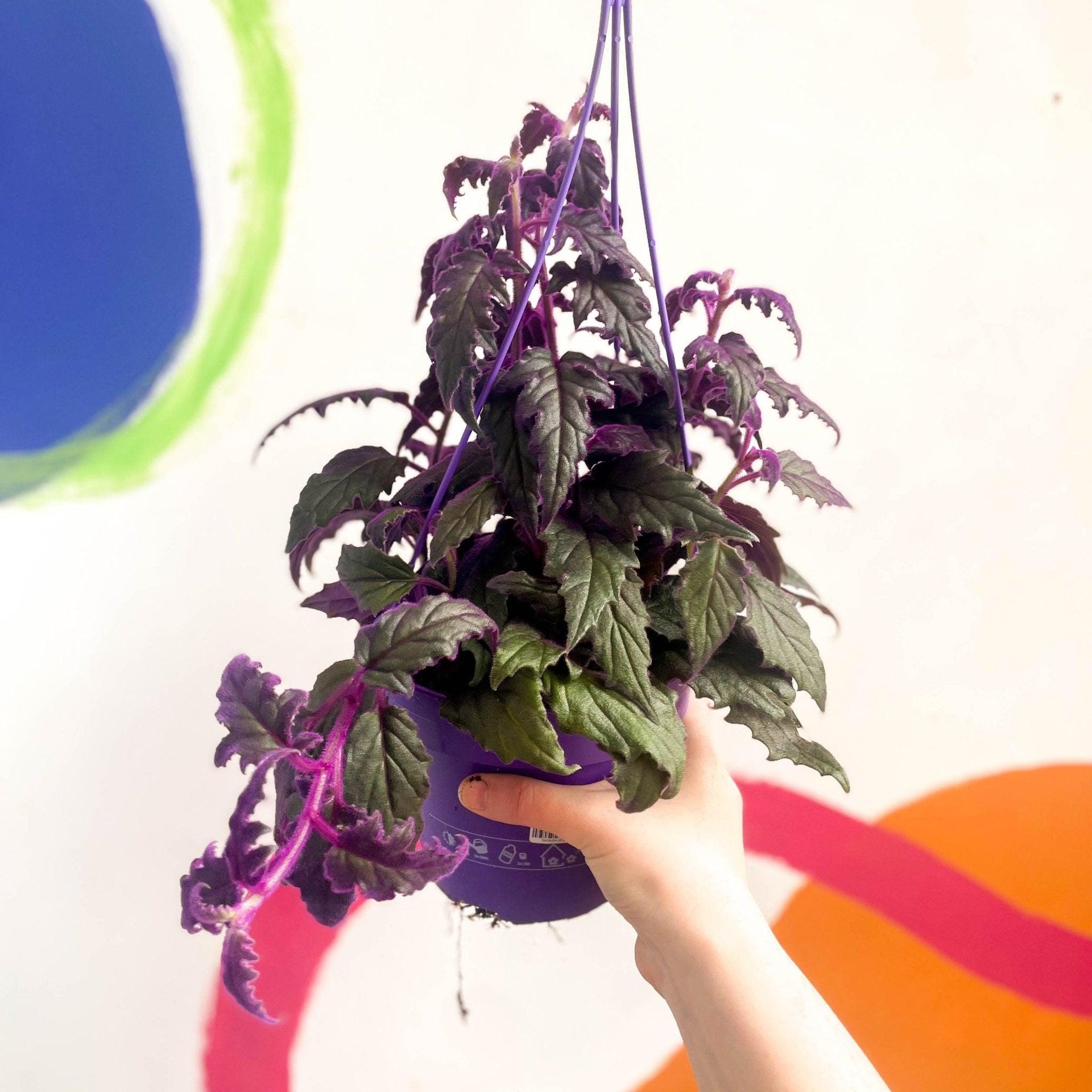 Gynura aurantiaca - Purple Passion Vine  Sprouts of Bristol