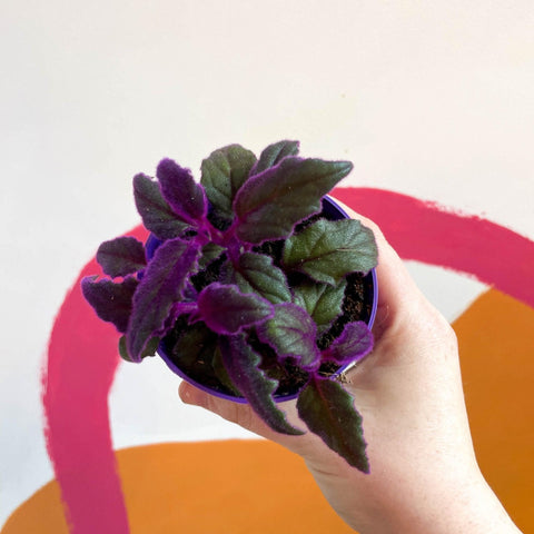 Gynura aurantiaca - Purple Passion Vine - Sprouts of Bristol