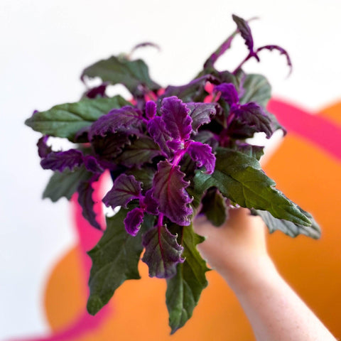 Gynura aurantiaca - Purple Passion Vine - Sprouts of Bristol