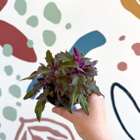 Gynura aurantiaca - Purple Passion Vine - Sprouts of Bristol