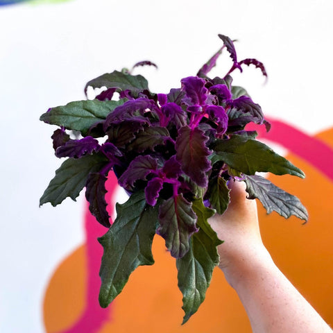 Gynura aurantiaca - Purple Passion Vine - Sprouts of Bristol