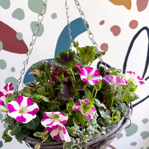Hanging Basket - British Grown & Made [One of a Kind] - Sprouts of Bristol