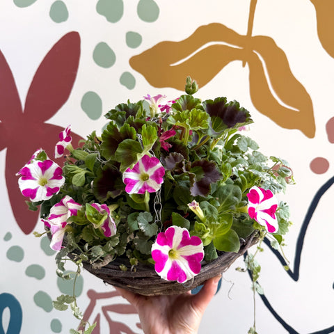 Hanging Basket - British Grown & Made [One of a Kind] - Sprouts of Bristol