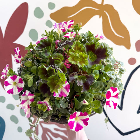 Hanging Basket - British Grown & Made [One of a Kind] - Sprouts of Bristol