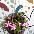 Hanging Basket - British Grown & Made [One of a Kind] - Sprouts of Bristol