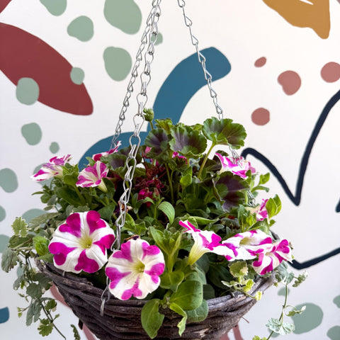 Hanging Basket - British Grown & Made [One of a Kind] - Sprouts of Bristol