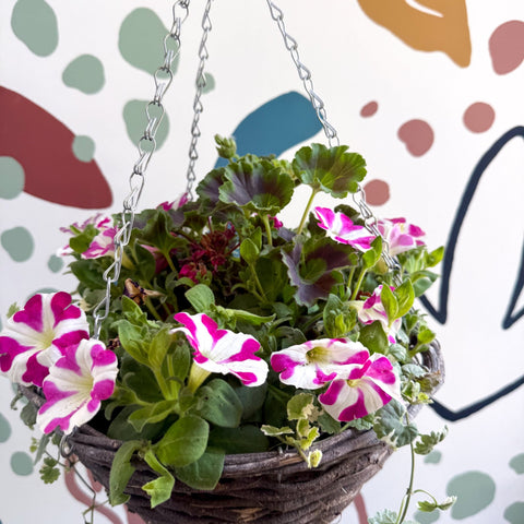Hanging Basket - British Grown & Made [One of a Kind] - Sprouts of Bristol