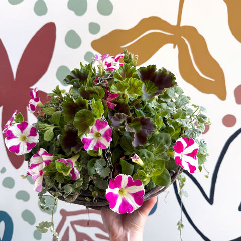 Hanging Basket - British Grown & Made [One of a Kind] - Sprouts of Bristol