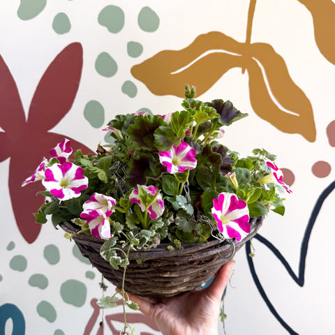 Hanging Basket - British Grown & Made [One of a Kind] - Sprouts of Bristol