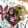 Hanging Basket - British Grown & Made [One of a Kind] - Sprouts of Bristol