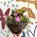 Hanging Basket - British Grown & Made [One of a Kind] - Sprouts of Bristol