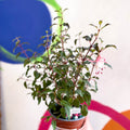 Hardy Fuchsia Bush - Fuchsia 'Alice Hoffman' - British Grown - Sprouts of Bristol