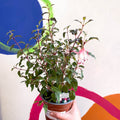 Hardy Fuchsia Bush - Fuchsia 'Alice Hoffman' - British Grown - Sprouts of Bristol