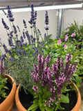 Hardy Summer Perennials in Terracotta Planter - Sprouts of Bristol