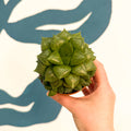 Haworthia comptoniana Hybrid – Window Succulent - Sprouts of Bristol