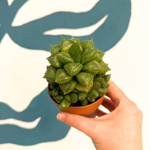 Haworthia comptoniana Hybrid – Window Succulent - Sprouts of Bristol