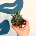 Haworthia fasciata ‘Big Band’ – Big Band Zebra Plant - Sprouts of Bristol