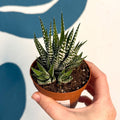 Haworthia fasciata ‘Big Band’ – Big Band Zebra Plant - Sprouts of Bristol