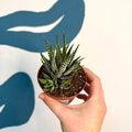 Haworthia fasciata ‘Big Band’ – Big Band Zebra Plant - Sprouts of Bristol