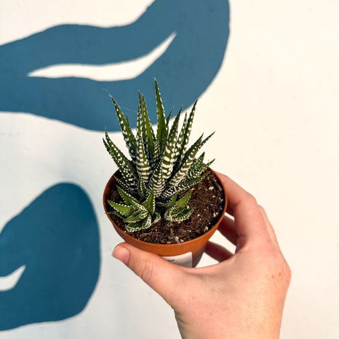 Haworthia fasciata ‘Big Band’ – Big Band Zebra Plant - Sprouts of Bristol