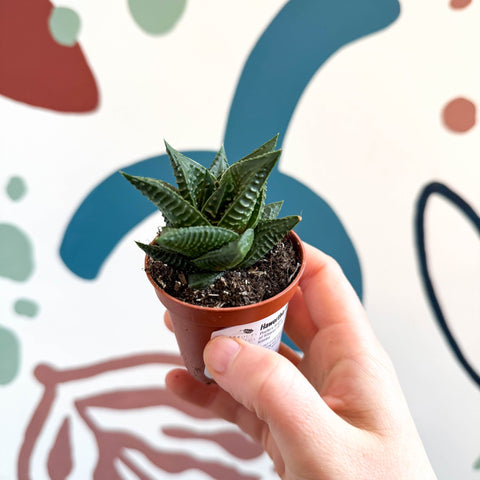fairy washboard succulent Haworthia limifolia – Fairy Washboard – Sprouts of Bristol