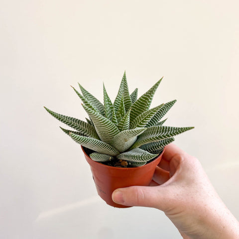 Haworthia limifolia 'Spider White' - Sprouts of Bristol