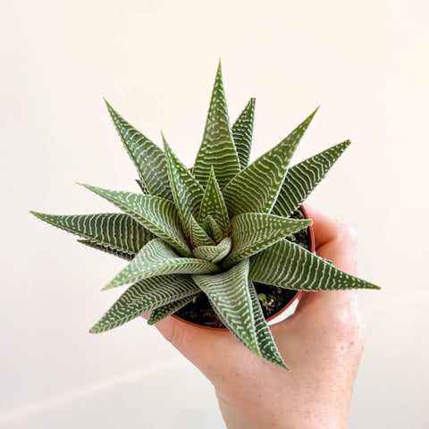 Haworthia limifolia 'Spider White' - Sprouts of Bristol