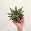 Haworthia limifolia 'Spider White' - Sprouts of Bristol