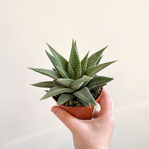 Haworthia limifolia 'Spider White' - Sprouts of Bristol