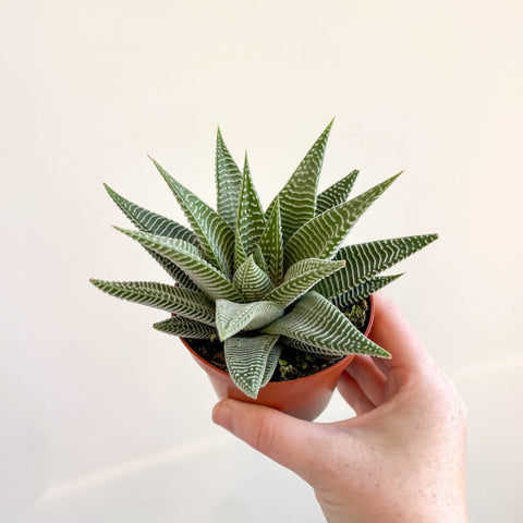 Haworthia limifolia 'Spider White' - Sprouts of Bristol