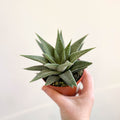 Haworthia limifolia 'Spider White' - Sprouts of Bristol