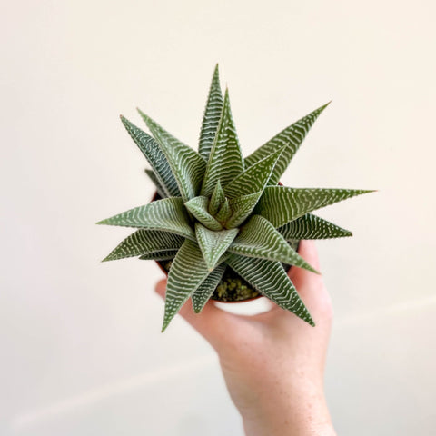 Haworthia limifolia 'Spider White' - Sprouts of Bristol