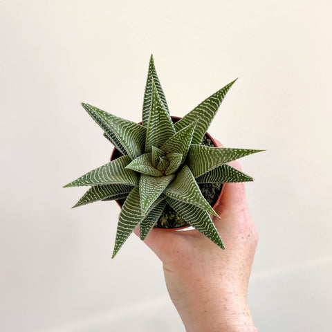 Haworthia limifolia 'Spider White' - Sprouts of Bristol