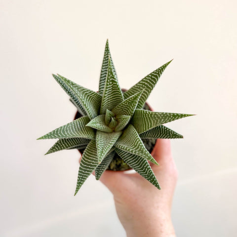 Haworthia limifolia 'Spider White' - Sprouts of Bristol