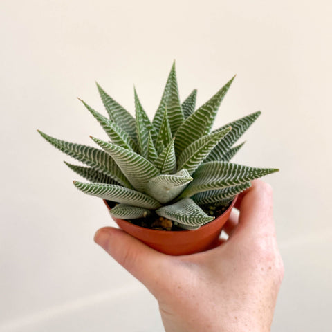 Haworthia limifolia 'Spider White' - Sprouts of Bristol