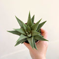 Haworthia limifolia 'Spider White' - Sprouts of Bristol