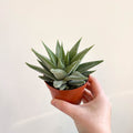 Haworthia limifolia 'Spider White' - Sprouts of Bristol